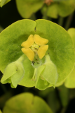 Euphorbia characias subsp. wulfenii RCP4-09 133.jpg